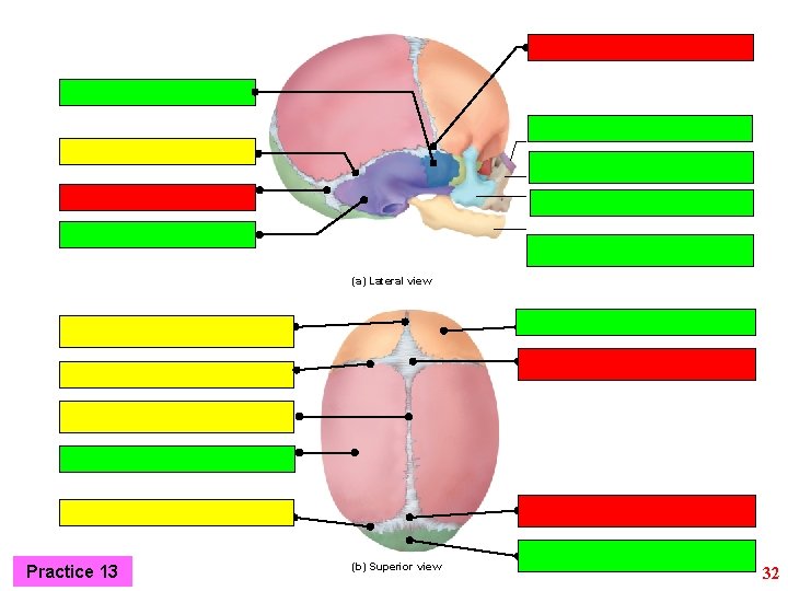 (a) Lateral view Practice 13 (b) Superior view 32 