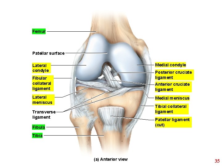 Femur Patellar surface Medial condyle Lateral condyle Posterior cruciate ligament Fibular collateral ligament Anterior