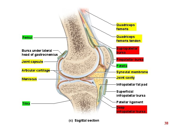 Quadriceps femoris tendon Femur Suprapatellar bursa Bursa under lateral head of gastrocnemius Prepatellar bursa