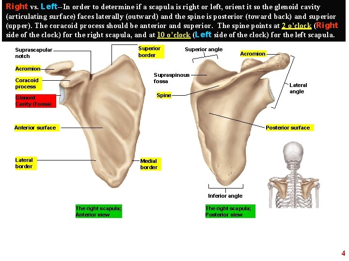 Right vs. Left--In order to determine if a scapula is right or left, orient