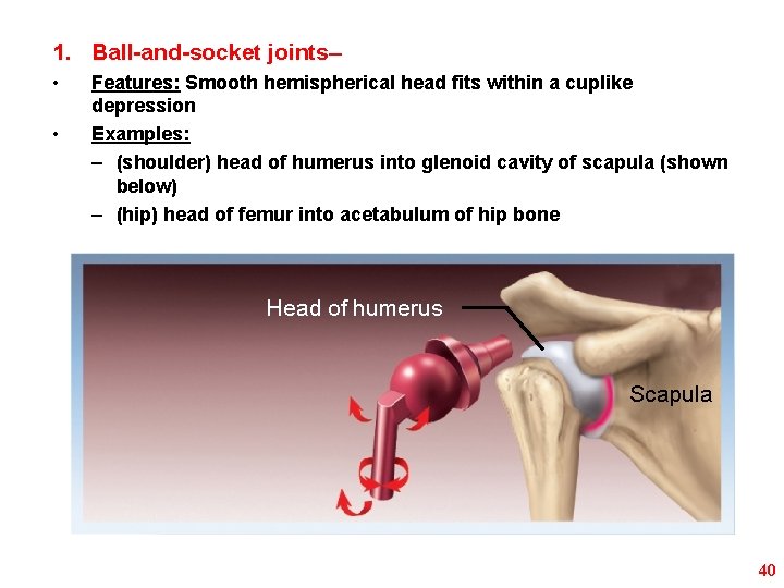 1. Ball-and-socket joints– • • Features: Smooth hemispherical head fits within a cuplike depression