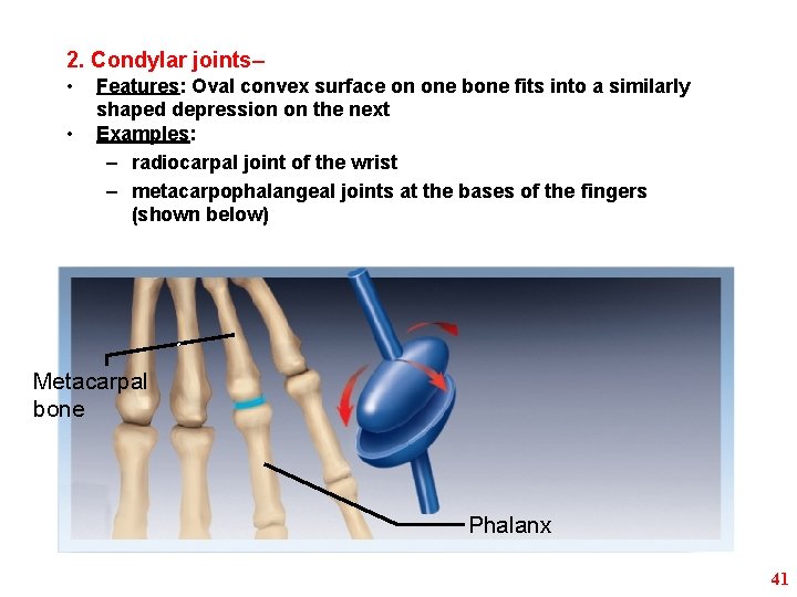 2. Condylar joints– • • Features: Oval convex surface on one bone fits into