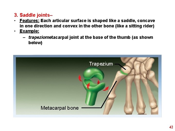 3. Saddle joints– • Features: Each articular surface is shaped like a saddle, concave