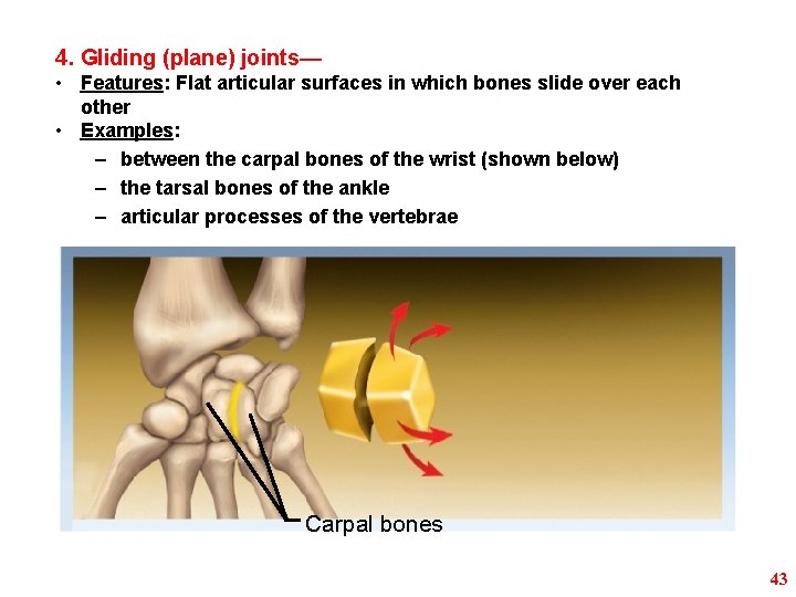 4. Gliding (plane) joints— • Features: Flat articular surfaces in which bones slide over