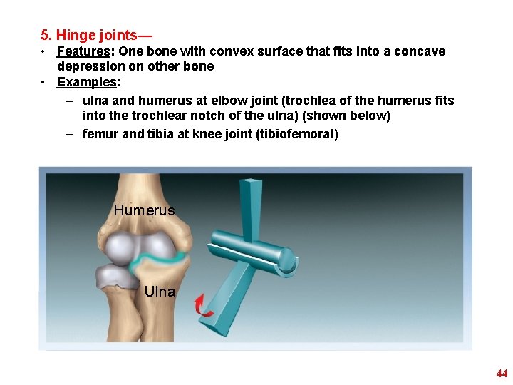 5. Hinge joints— • Features: One bone with convex surface that fits into a