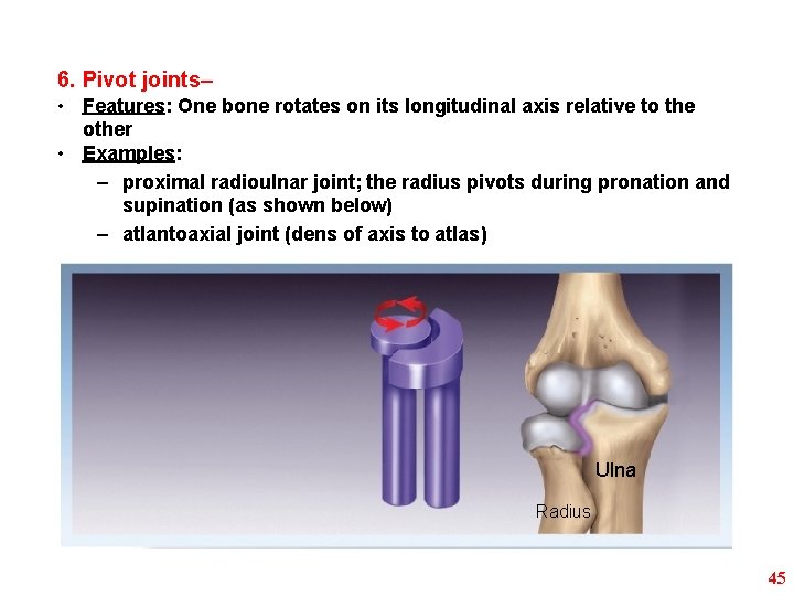 6. Pivot joints– • Features: One bone rotates on its longitudinal axis relative to
