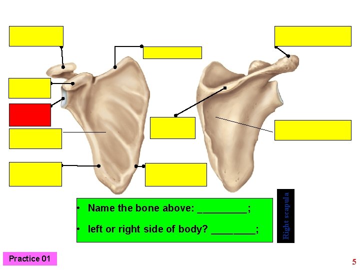  • left or right side of body? ____; Practice 01 Right scapula •