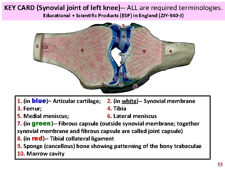 KEY CARD (Synovial joint of left knee)-- ALL are required terminologies. Educational + Scientific