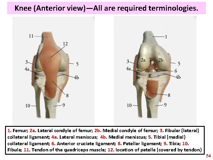 Knee (Anterior view)—All are required terminologies. 1. Femur; 2 a. Lateral condyle of femur;