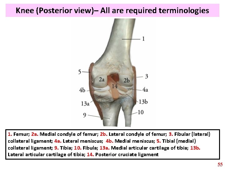Knee (Posterior view)– All are required terminologies 1. Femur; 2 a. Medial condyle of