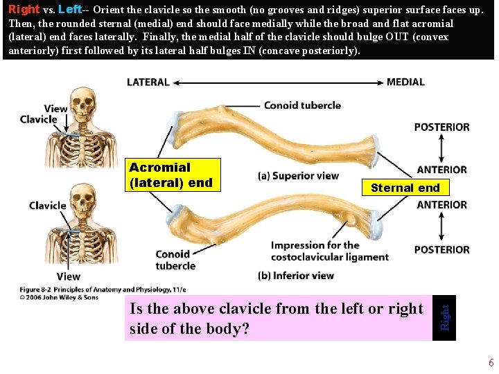 Right vs. Left-- Orient the clavicle so the smooth (no grooves and ridges) superior