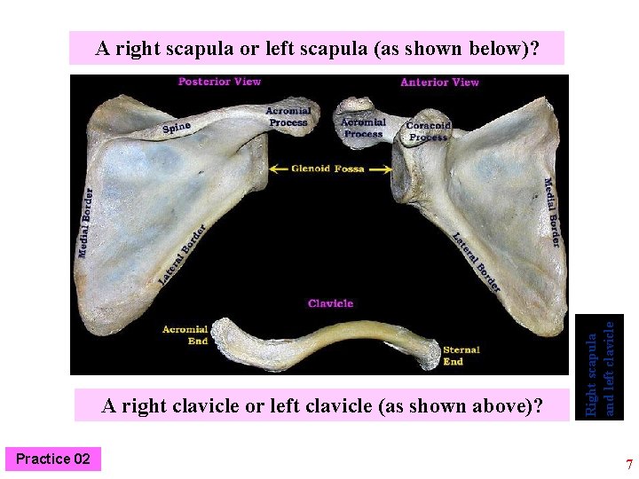 A right clavicle or left clavicle (as shown above)? Practice 02 Right scapula and