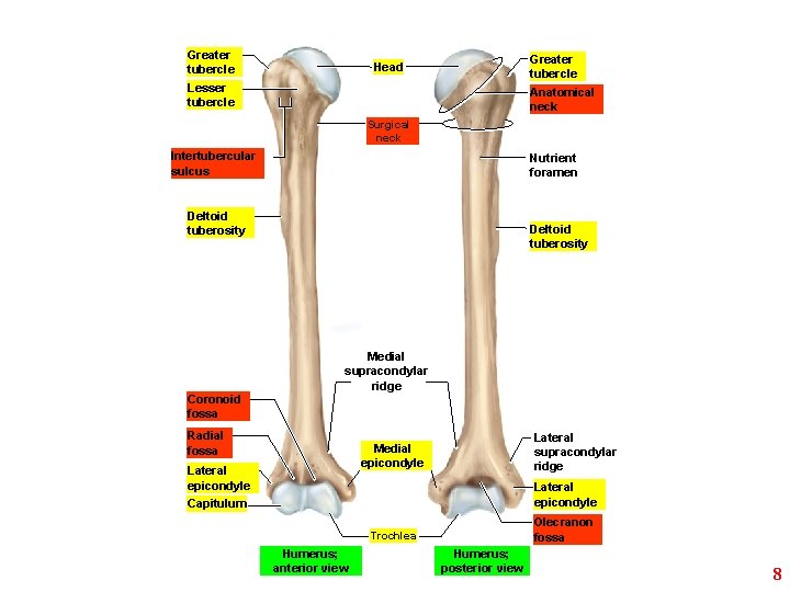 Greater tubercle Head Lesser tubercle Anatomical neck Surgical neck Intertubercular sulcus Nutrient foramen Deltoid