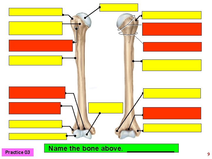 Practice 03 Name the bone above. ______ 9 