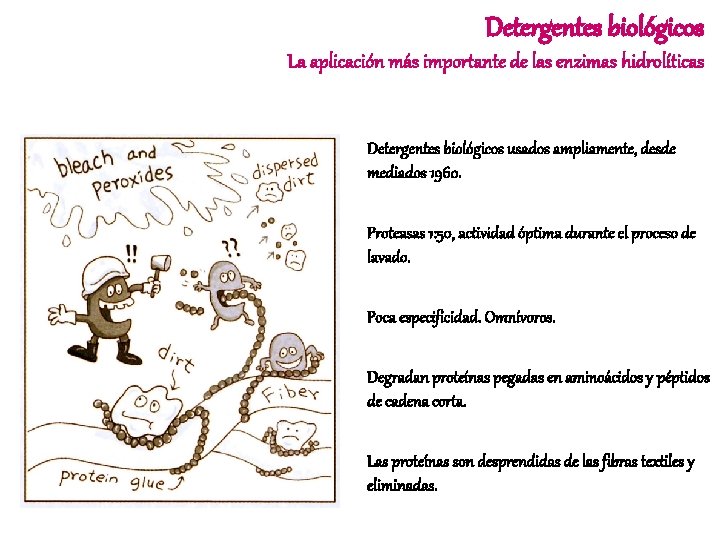 Detergentes biológicos La aplicación más importante de las enzimas hidrolíticas Detergentes biológicos usados ampliamente,