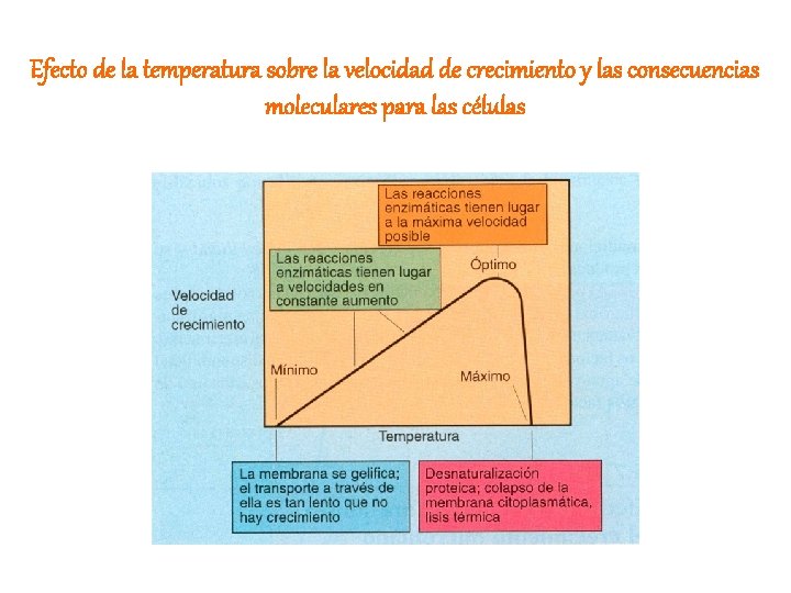 Efecto de la temperatura sobre la velocidad de crecimiento y las consecuencias moleculares para