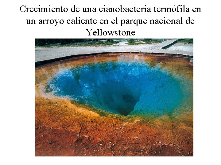 Crecimiento de una cianobacteria termófila en un arroyo caliente en el parque nacional de