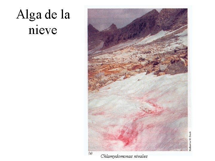 Alga de la nieve Chlamydomonas nivales 