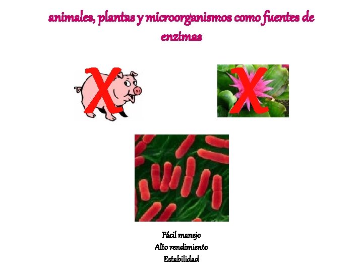 animales, plantas y microorganismos como fuentes de enzimas X X Fácil manejo Alto rendimiento