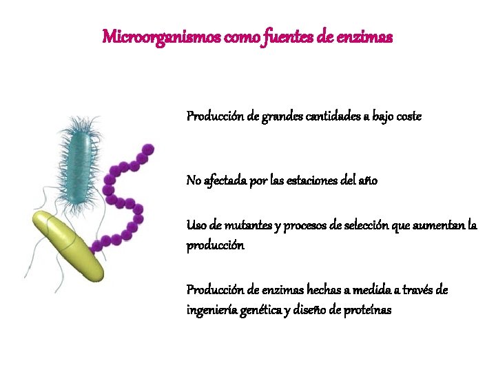 Microorganismos como fuentes de enzimas Producción de grandes cantidades a bajo coste No afectada