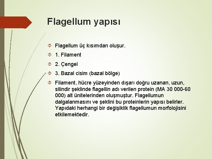 Flagellum yapısı Flagellum üç kısımdan oluşur. 1. Filament 2. Çengel 3. Bazal cisim (bazal Flagellum yapısı Flagellum üç kısımdan oluşur. 1. Filament 2. Çengel 3. Bazal cisim (bazal