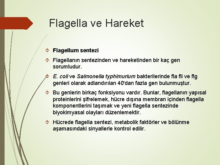Flagella ve Hareket Flagellum sentezi Flagellanın sentezinden ve hareketinden bir kaç gen sorumludur. E. Flagella ve Hareket Flagellum sentezi Flagellanın sentezinden ve hareketinden bir kaç gen sorumludur. E.