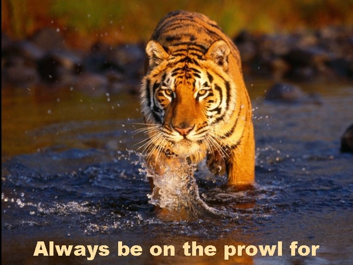 Always be on the prowl for 