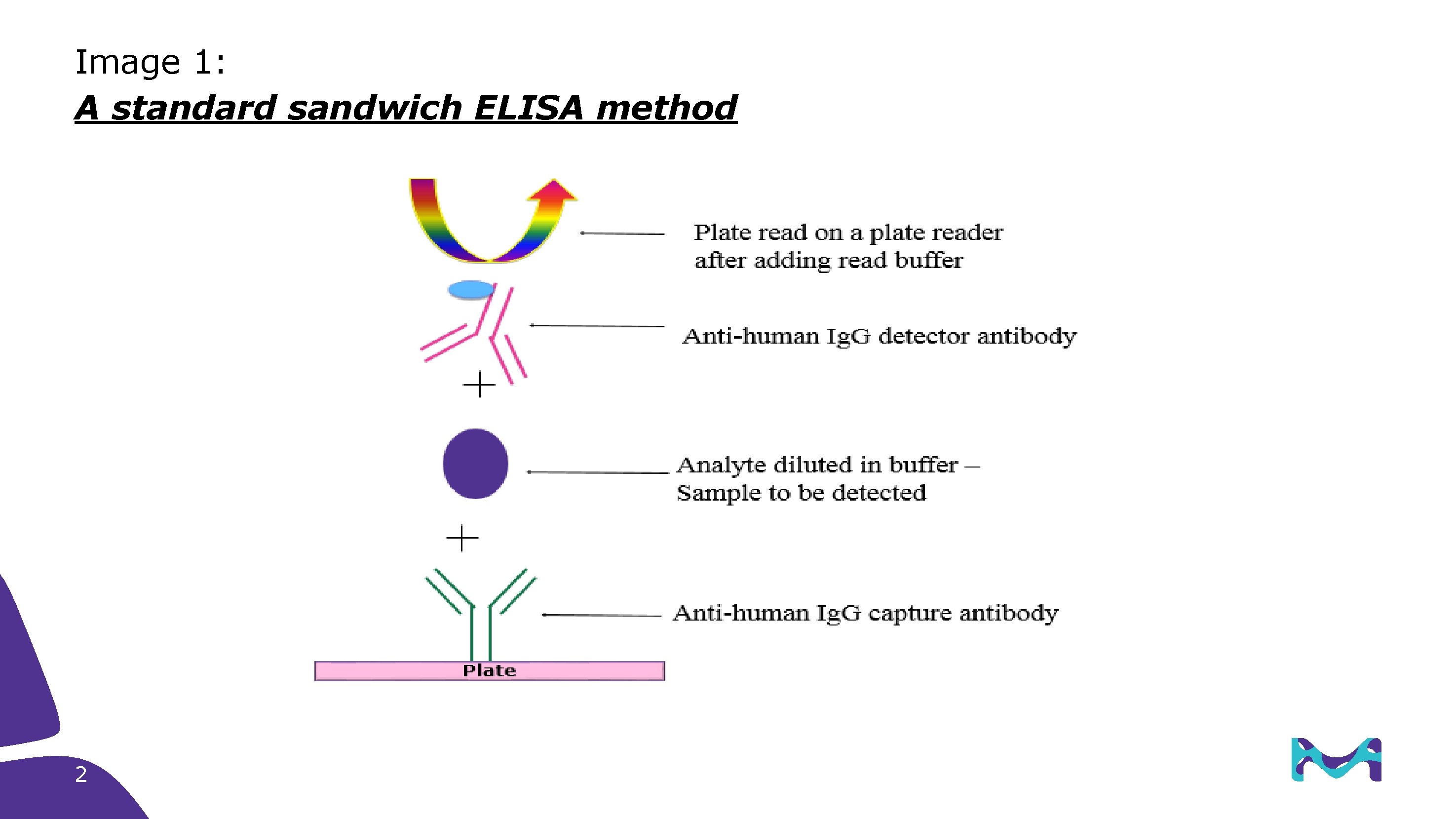 Image 1: A standard sandwich ELISA method 2 