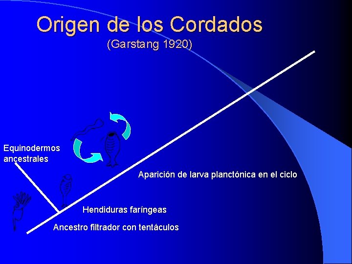 Origen de los Cordados (Garstang 1920) Equinodermos ancestrales Aparición de larva planctónica en el