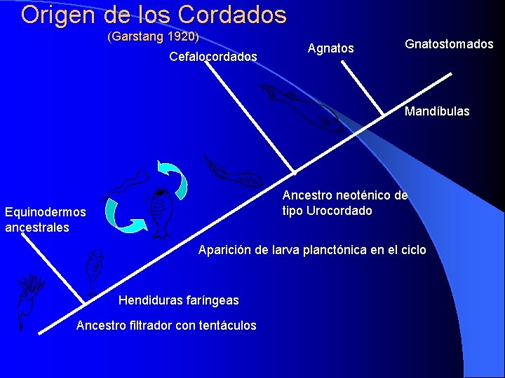 Origen de los Cordados (Garstang 1920) Cefalocordados Agnatos Gnatostomados Mandíbulas Ancestro neoténico de tipo