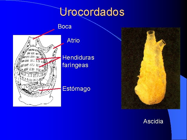 Urocordados Boca Atrio Hendiduras faríngeas Estómago Ascidia 