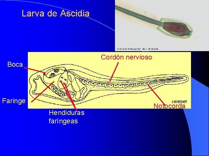 Larva de Ascidia Cordón nervioso Boca Faringe Hendiduras faríngeas Notocorda 