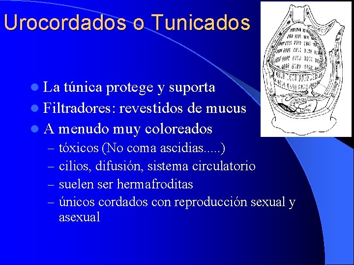 Urocordados o Tunicados l La túnica protege y suporta l Filtradores: revestidos de mucus