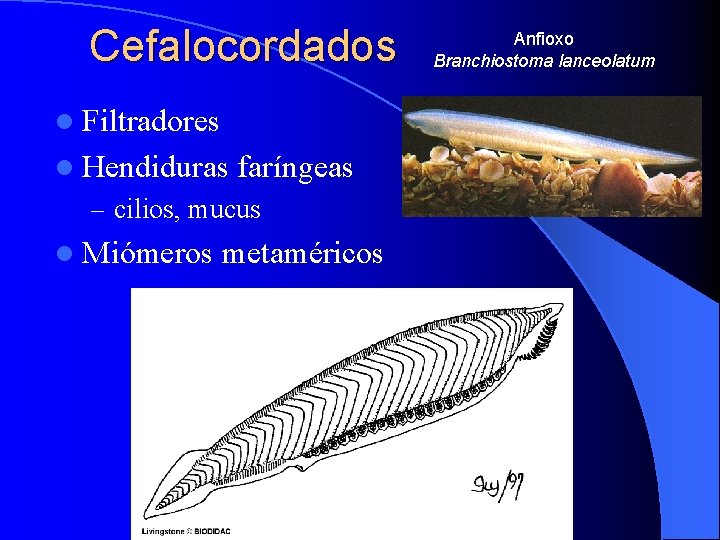 Cefalocordados l Filtradores l Hendiduras faríngeas – cilios, mucus l Miómeros metaméricos Anfioxo Branchiostoma