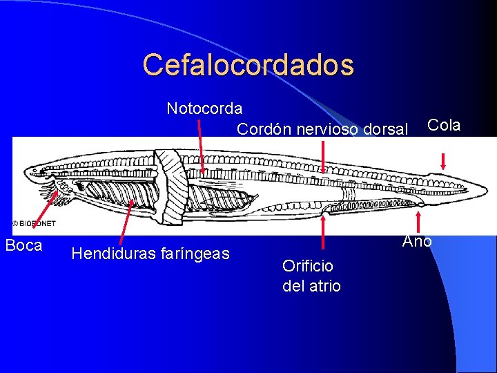 Cefalocordados Notocorda Cordón nervioso dorsal Boca Hendiduras faríngeas Cola Ano Orificio del atrio 