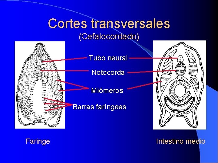 Cortes transversales (Cefalocordado) Tubo neural Notocorda Miómeros Barras faríngeas Faringe Intestino medio 