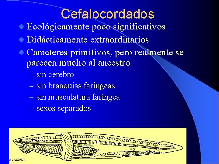 Cefalocordados l Ecológicamente poco significativos l Didácticamente extraordinarios l Caracteres primitivos, pero realmente se