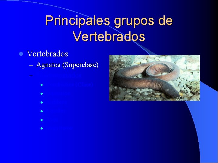 Principales grupos de Vertebrados l Vertebrados – Agnatos (Superclase) – Gnatostomados l l l