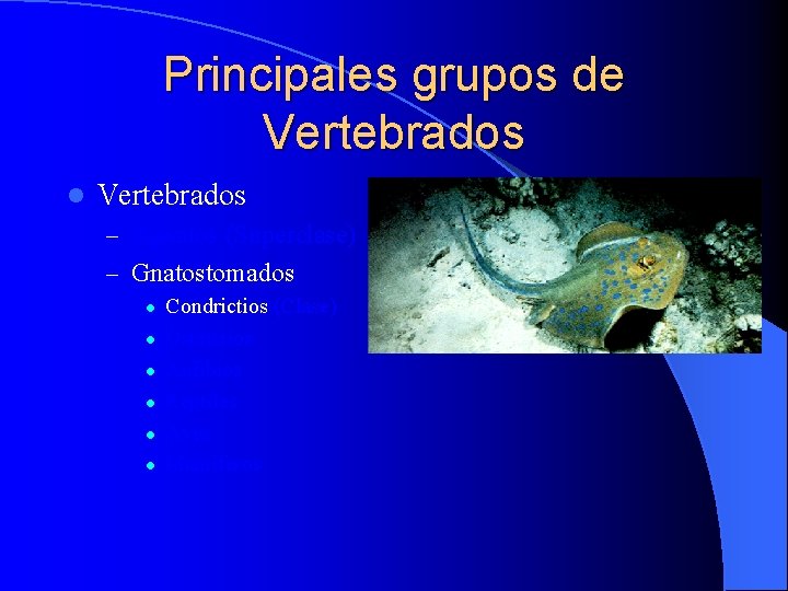 Principales grupos de Vertebrados l Vertebrados – Agnatos (Superclase) – Gnatostomados l l l