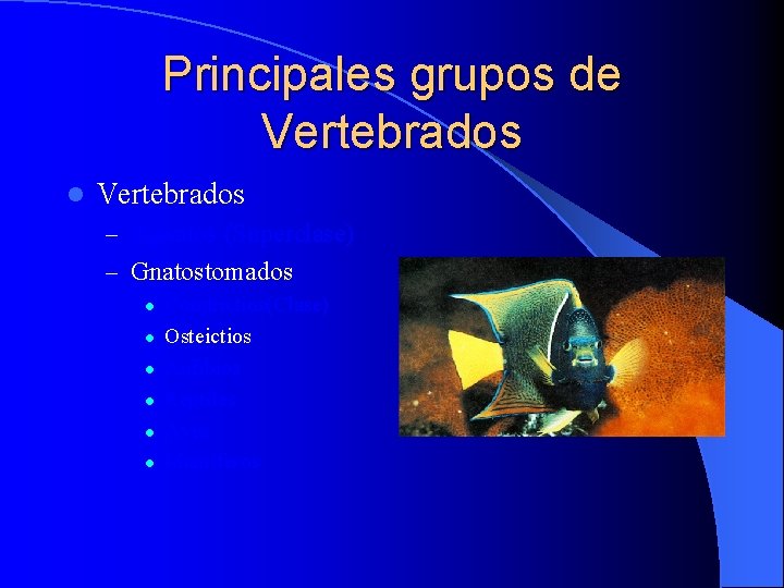 Principales grupos de Vertebrados l Vertebrados – Agnatos (Superclase) – Gnatostomados l l l