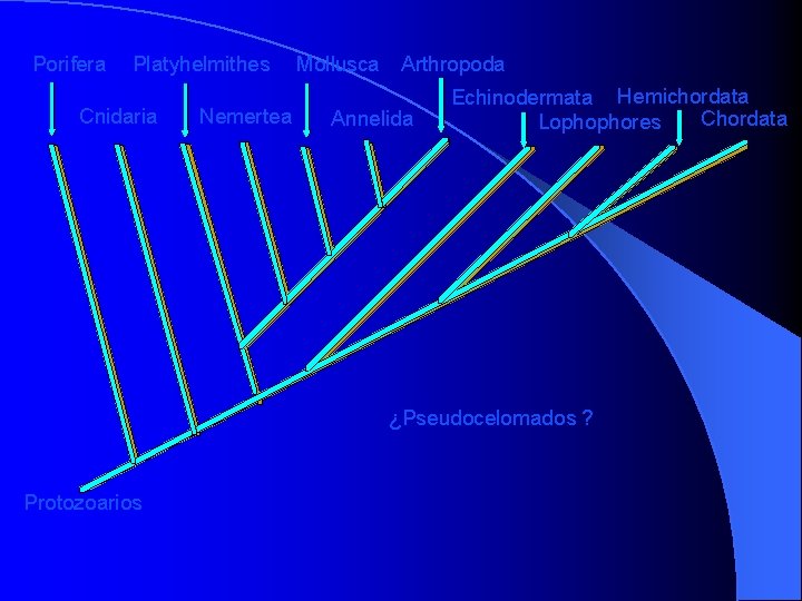 Porifera Platyhelmithes Cnidaria Nemertea Mollusca Arthropoda Annelida Echinodermata Hemichordata Chordata Lophophores ¿Pseudocelomados ? Protozoarios