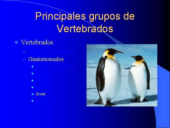 Principales grupos de Vertebrados l Vertebrados – Agnatos (Superclase) – Gnatostomados l l l