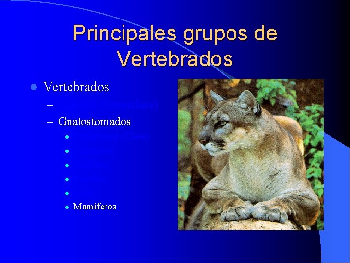 Principales grupos de Vertebrados l Vertebrados – Agnatos (Superclase) – Gnatostomados l l l