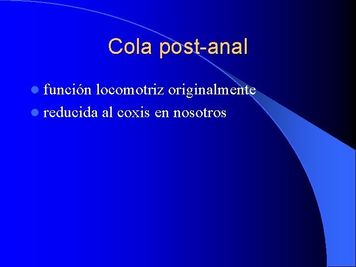 Cola post-anal l función locomotriz originalmente l reducida al coxis en nosotros 