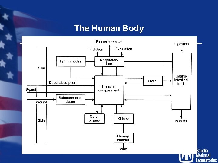 The Human Body 