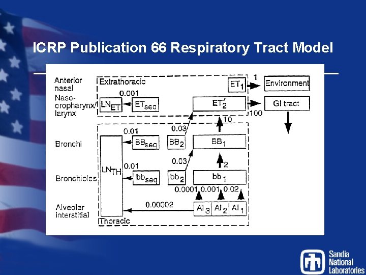 ICRP Publication 66 Respiratory Tract Model 