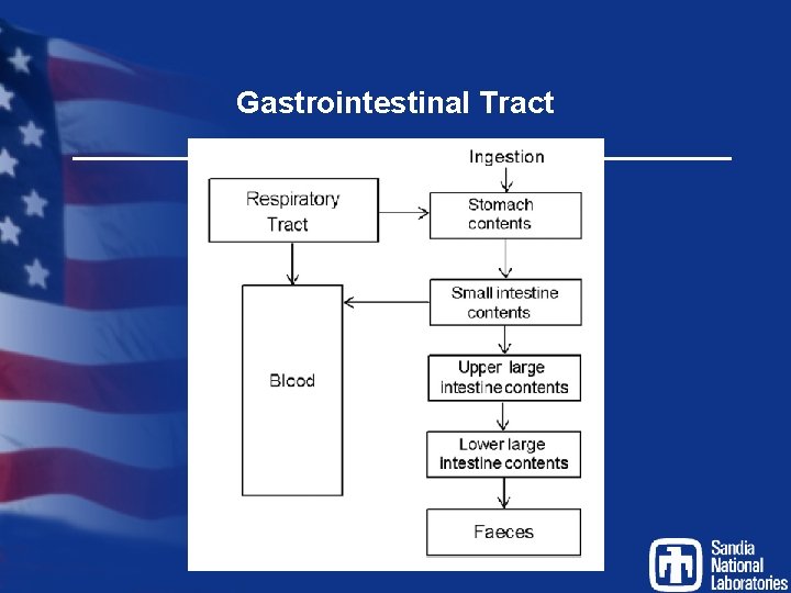 Gastrointestinal Tract 