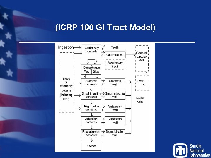 (ICRP 100 GI Tract Model) 