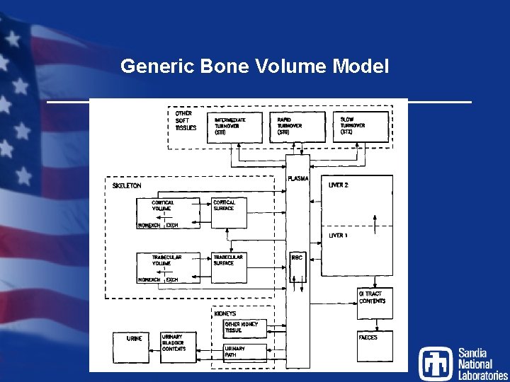 Generic Bone Volume Model 