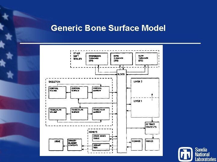 Generic Bone Surface Model 